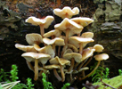 Collybia acervata 